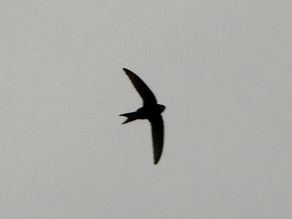#GlosBirds It was encouraging to see some Swifts while out in the garden this afternoon. I had only 2 previous sightings before so far this spring, 3 zipped over low and a little later a group of 6 circled higher up.