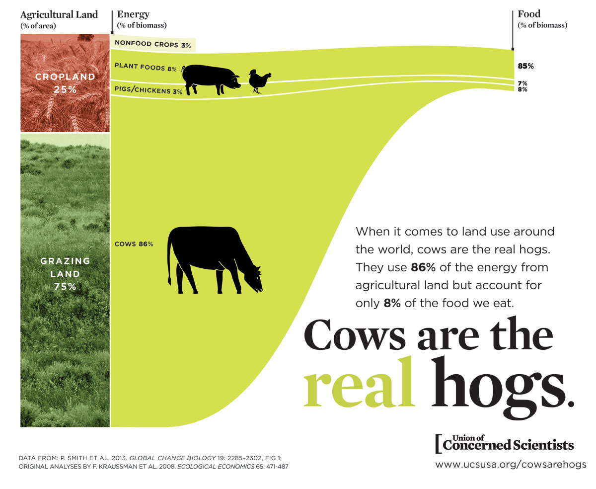Imagine clearing the world's forests and stealing native lands just because you want to eat cow flesh.