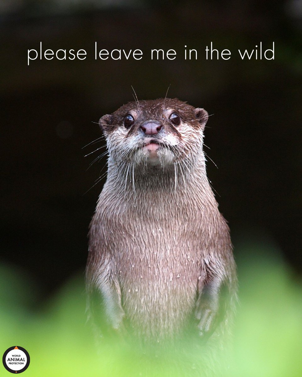 Otters are wild animals. 🦦

They're not pets.
They're not photo props.
They're not entertainers.

They belong in the wild.