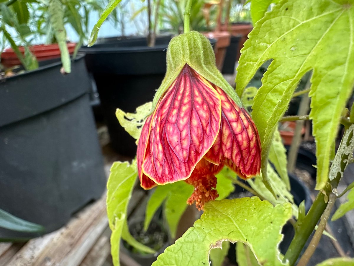 Looking forward to getting this Abutilon out and about