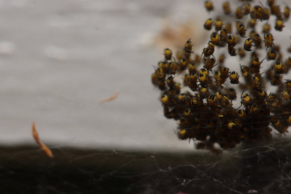 Ball of hatchling Spiders (any idea of ID)? @KentWildlife @BritishSpiders