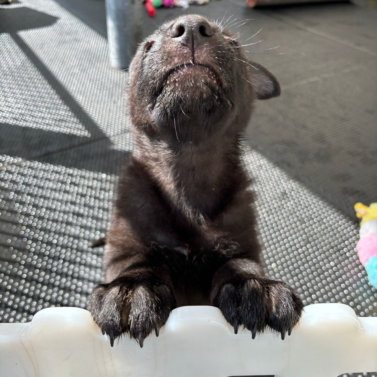 Update alert! Remember our Mother's Day litter? German shepherd guide dog mum Akira delivered 10 guide dog puppies on Mother's Day this year 🐶 Here they are at our National Centre getting ready to go to their Puppy Raisers...we think they're excited to meet them 👋