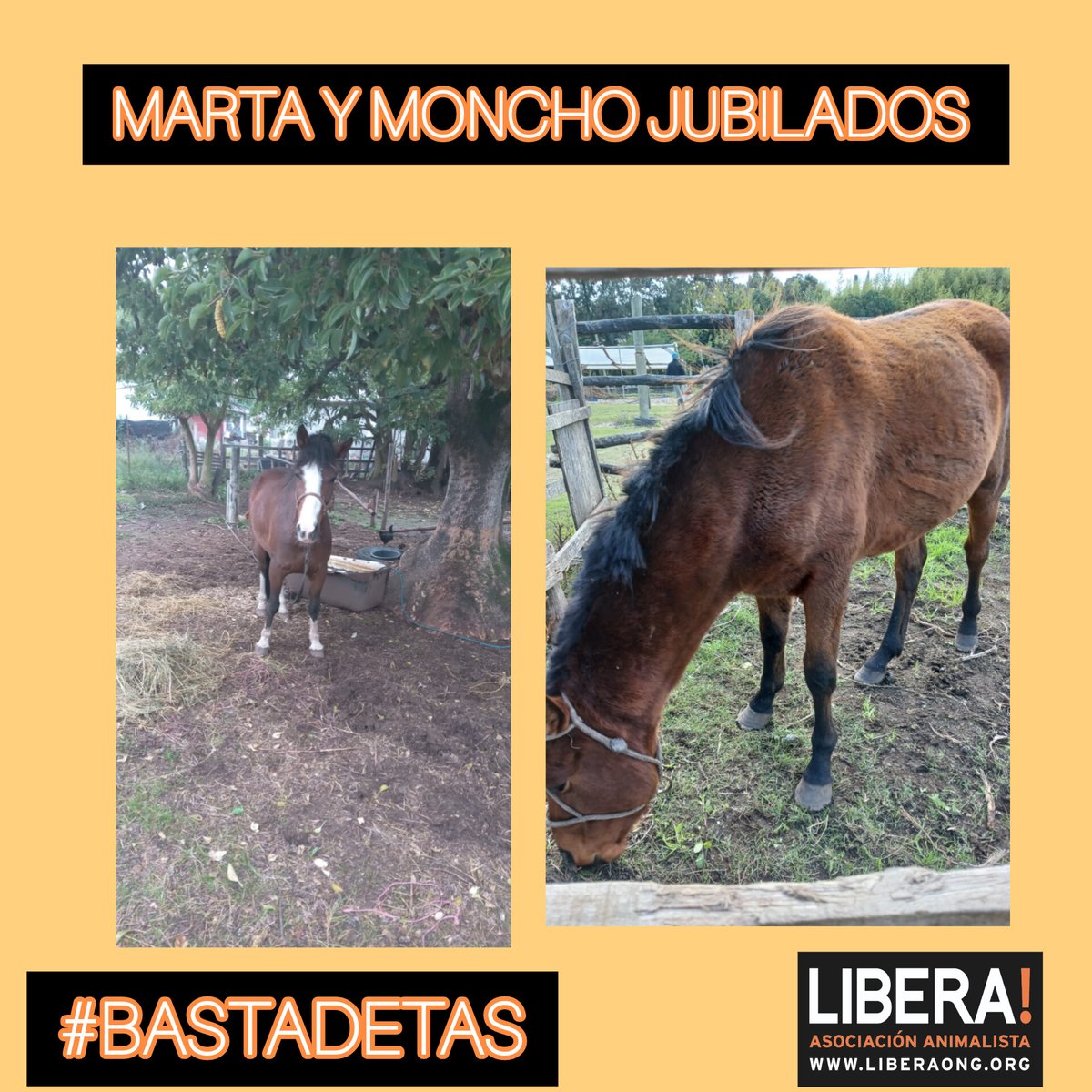 Marta y Moncho ya no tiran más de un carro, se jubilaron gracias al proyecto de sustitución de la campaña @TasBasta llevada adelante por @montevideoIM