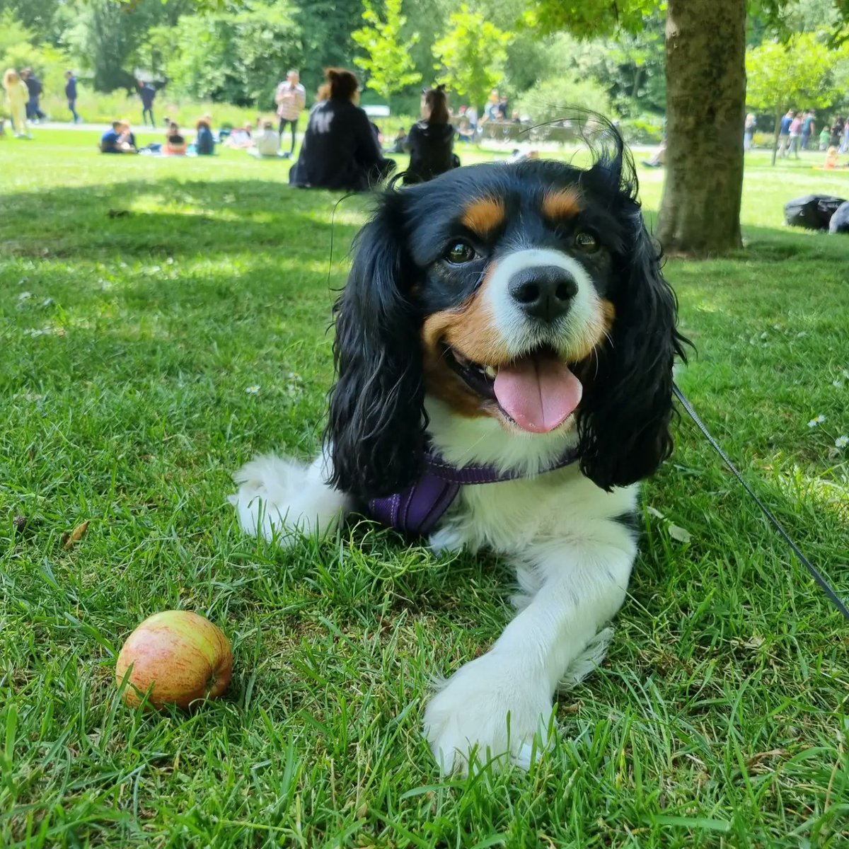 Just spoken to vets and Theo has now had some food and is a lot brighter in himself so hopefully my boy is coming home tomorrow 😍😍 Brought tears of joy to hear that he is doing better 😍 #cavpack #cavaliers