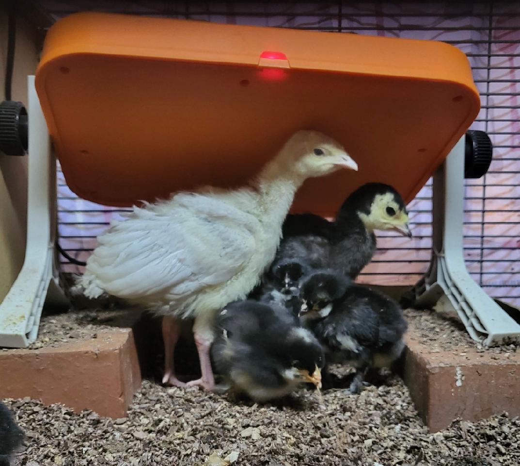 tarheel1719's tweet image. More #chickenmath as in 6 Marans
who think the turkeys are &apos;mom.&apos;