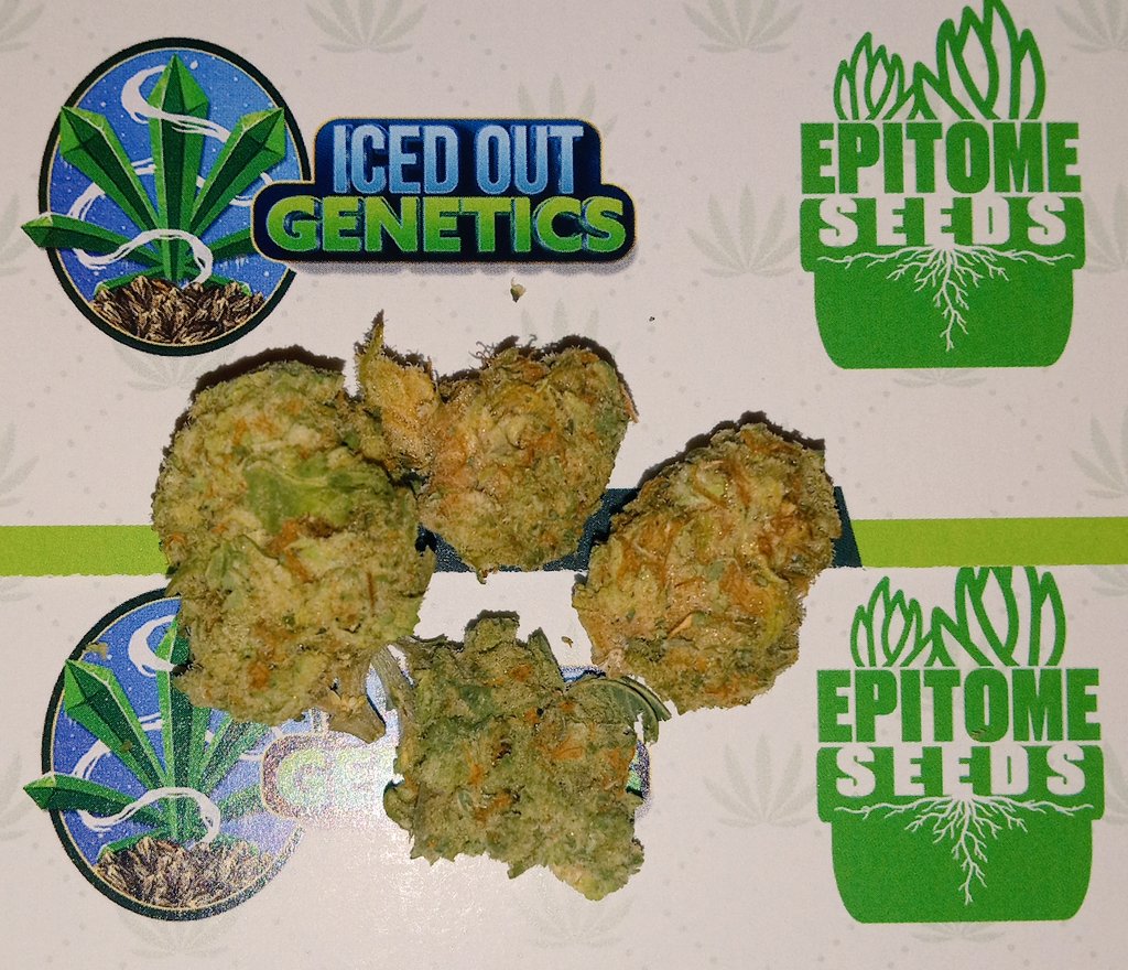 Shout out to @SeedsEpitome and @icedoutgen Cookie Breath smells amazing!! Posting a video review later today! #CannabisCommunity #cannabis #420friendly #420community #420life #WeedLovers #weedmob #stoners #StonerFam #marijuana