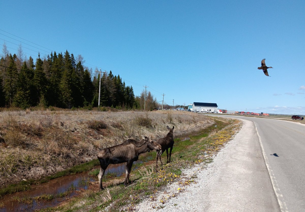 DUCK MOOSE MOOSE!!!

Two yearlings and a duck at YDF this afternoon 

#ydf #nltraffic