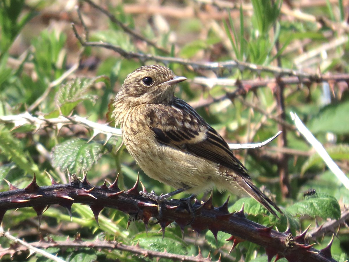 Juvenile Stonechat (what a cutie)!! East Pentire, Newquay. Today. @CBWPS1 @CornwallBirding @Natures_Voice @BTO_Cornwall @BirdGuides @CwallWildlife @RSPBbirders @NatureUK @WildlifeTrusts #BirdsSeenIn2024 #TwitterNaturePhotography