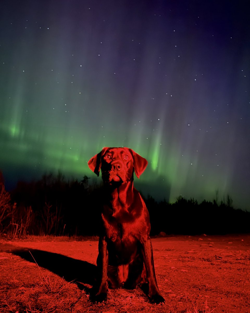 mmmjer's tweet image. My dog, Lime, and the Northern Lights