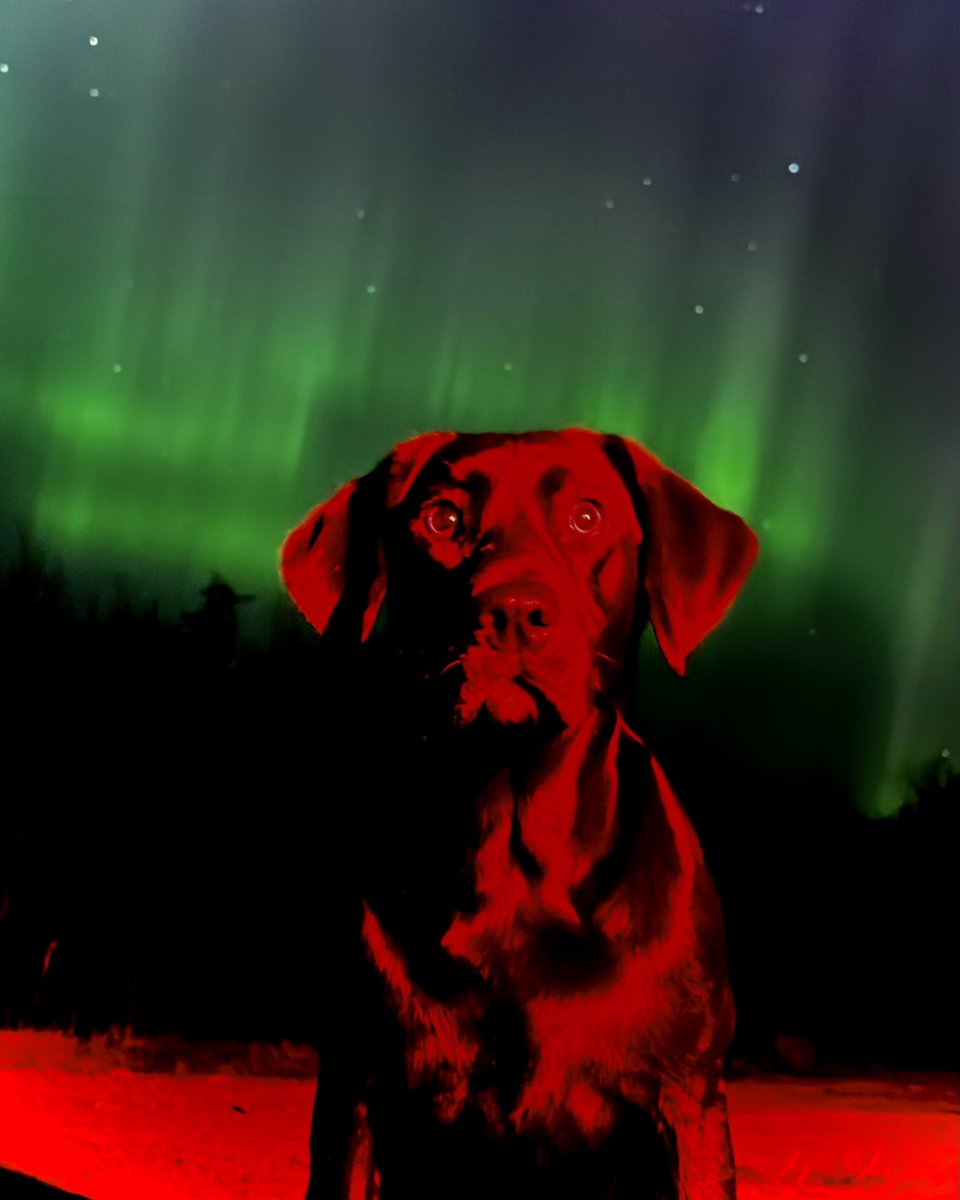 mmmjer's tweet image. My dog, Lime, and the Northern Lights