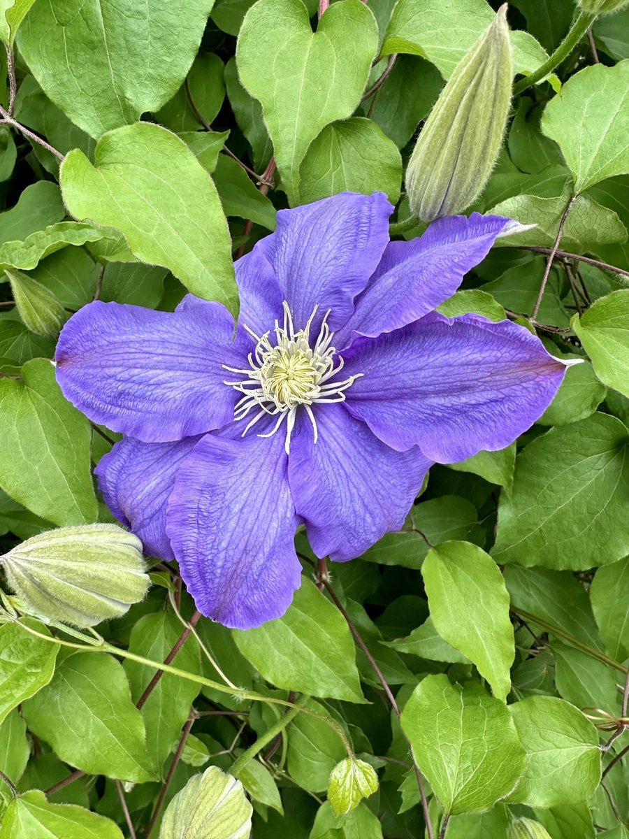 Clematis is blooming.
