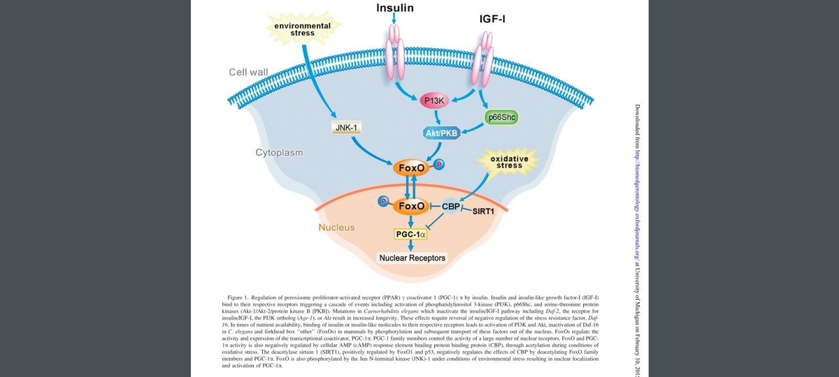 3
'IGF-I does inhibit the expression of gluconeogenesis genes (55–57) by a mechanism similar to that of insulin albeit through different membrane receptors (57).'
Discussion: Hepatocytes don't have IGF-1 receptors. How can it inhibit gluconeogenesis then?