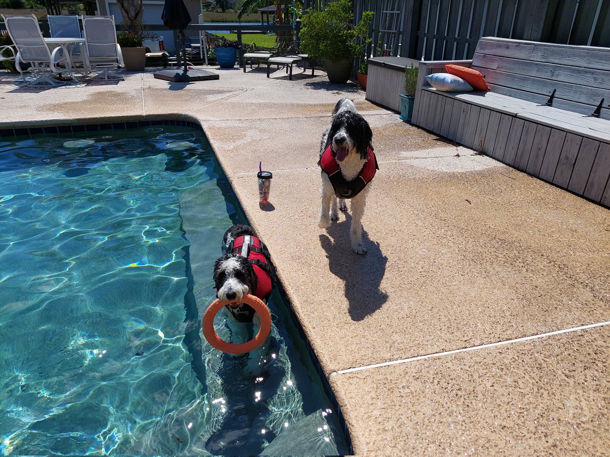 Time for a pool pawty! 🙌😎 #poolparty #dogsoftwitter #DogsOfX