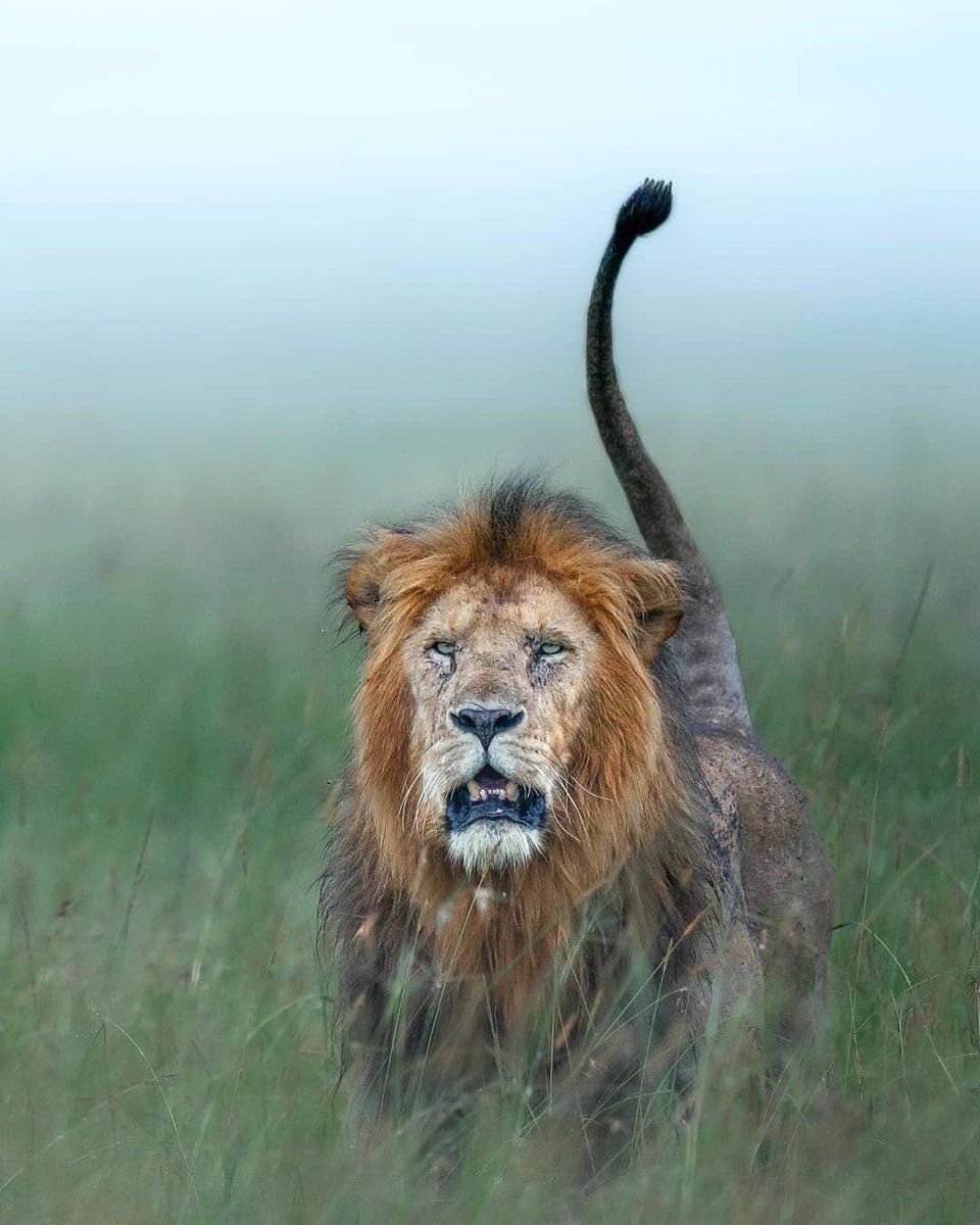 Incredible shot of this impressive King in the Masai Mara, Kenya.. Credit to @varun.aditya