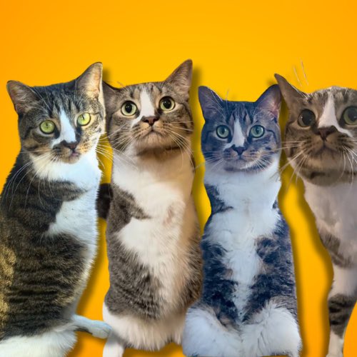 CatWifNoArms's tweet photo. Cats wif no arms, 🐱

CatWifNoArm https://t.co/c4pSbavWf5