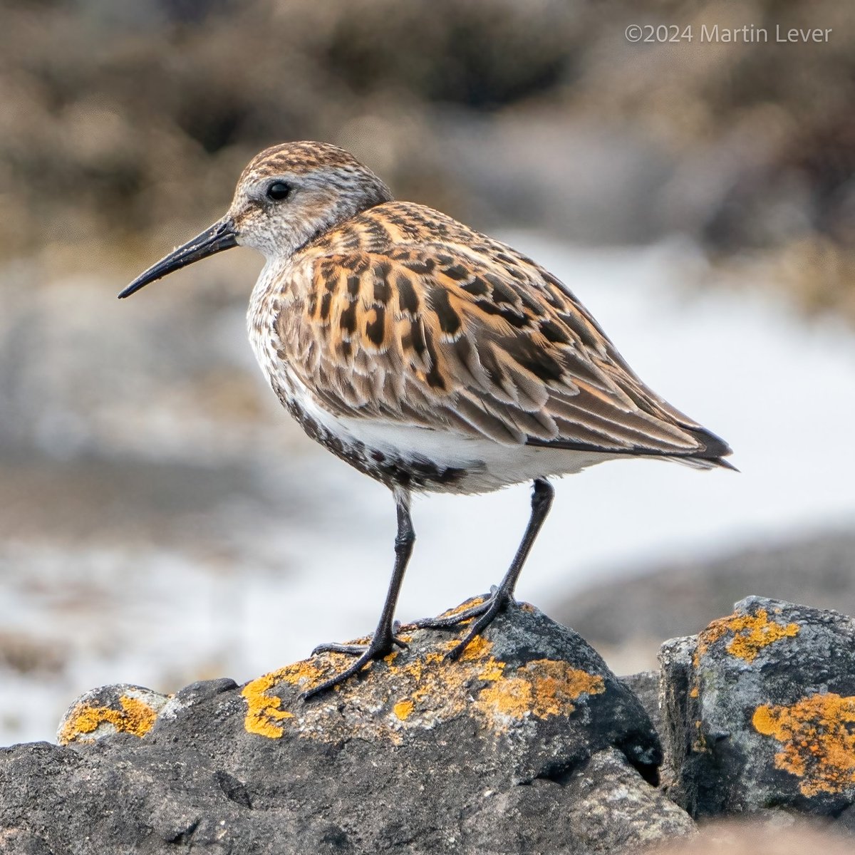 Had a magical 30-min encounter with a group of #Dunlins on the shore and salt marsh at St Ninian’s Bay, #Bute today.