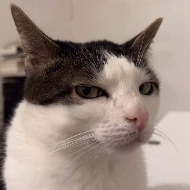 En Júpiter tweet media