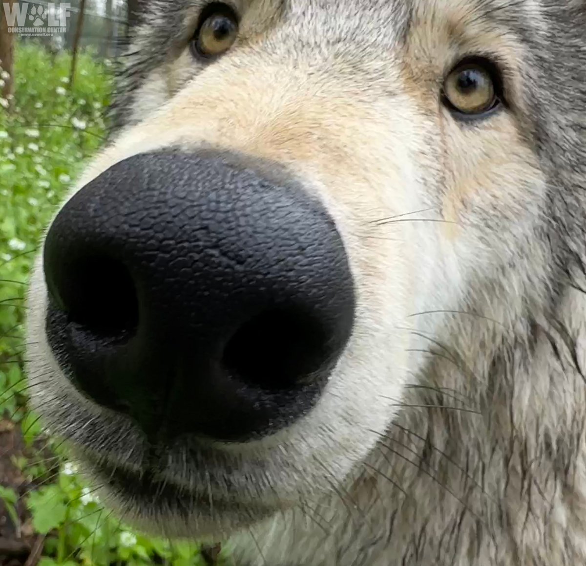 nywolforg's tweet photo. Boop 🐺 https://t.co/Nr0whZctyt