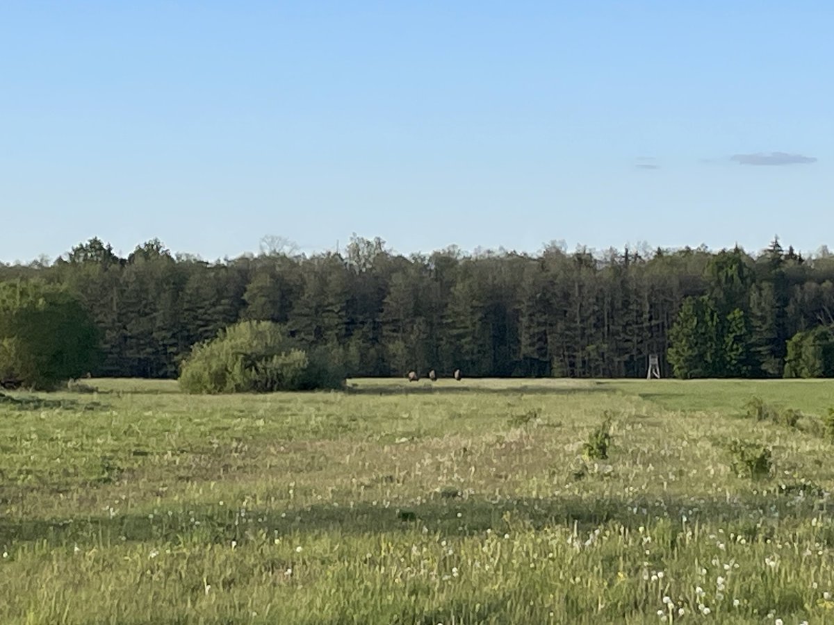 Poland 🇵🇱 in Spring Day 1 @naturetrektours 6 European Bison and a lifer (wryneck) 10 minutes after getting into Bialowieza Forest. Then the nature proper kicked off, this trip is going to be epic! 🦅