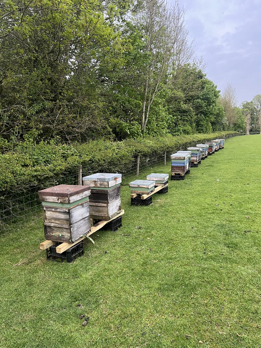 New apiary fully open, now on a regular weekly inspection routine 👍