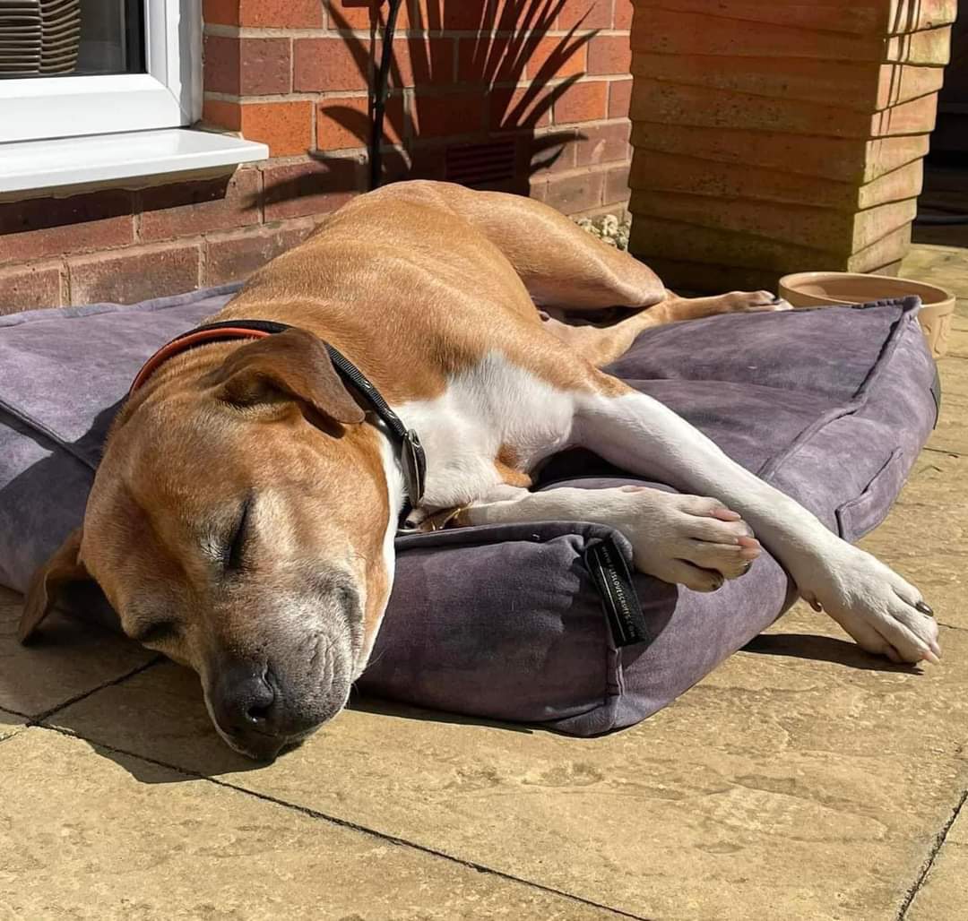 Hi friends Nova here. I’ve been loving this sunny weather and I is making the most of it before the nasty rain comes again.
I’d love to see how all your fur boys and girls having been enjoying the sun ☀️
Loves Nova 💗🐶
seniorstaffyclub.co.uk #TeamZay #Seniorstaffy #AdoptDontBuy