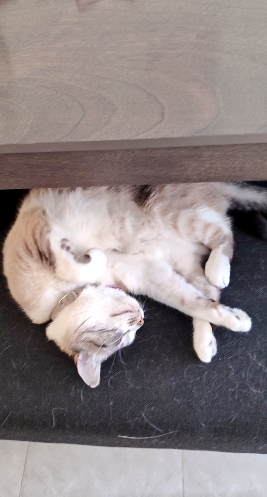 A 31°C en el norte de la #CDMX Pensando seriamente en comprar clima. Aquí, no se necesitaba.😔🥵 Luna se la pasa durmiendo. #HappyCaturday 🐾 #FelizSabadoATodos 🍺🍨