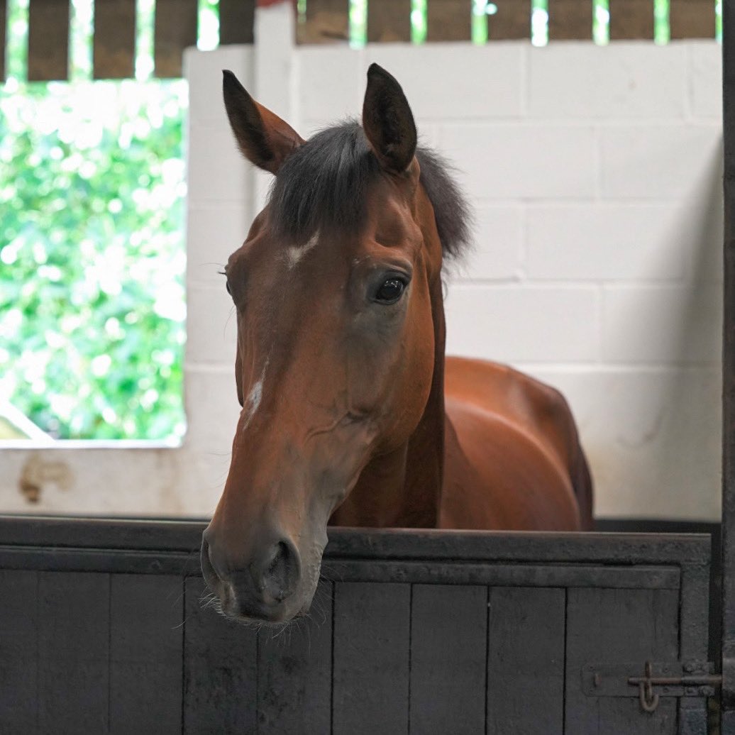 Very sadly we lost Nickelsonthedime this evening @WarwickRaces 💔 Thank you to the on course vets & staff who were very kind & made sure our team was ok. Thoughts with the owners & our own team who have loved Dime’s kind soul for the last 6 years 🕊️💜💛