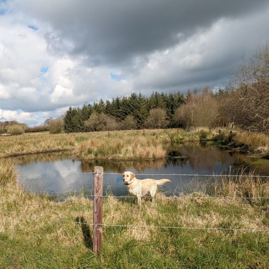 Meet one of our farmer's faithful companions, romping around the peatlands during our restoration endeavours! Their presence reminds us of the importance of our mission and the beauty of nature's harmony. 🐾💚 #greenrestorationireland #restoration #farmcarboneip