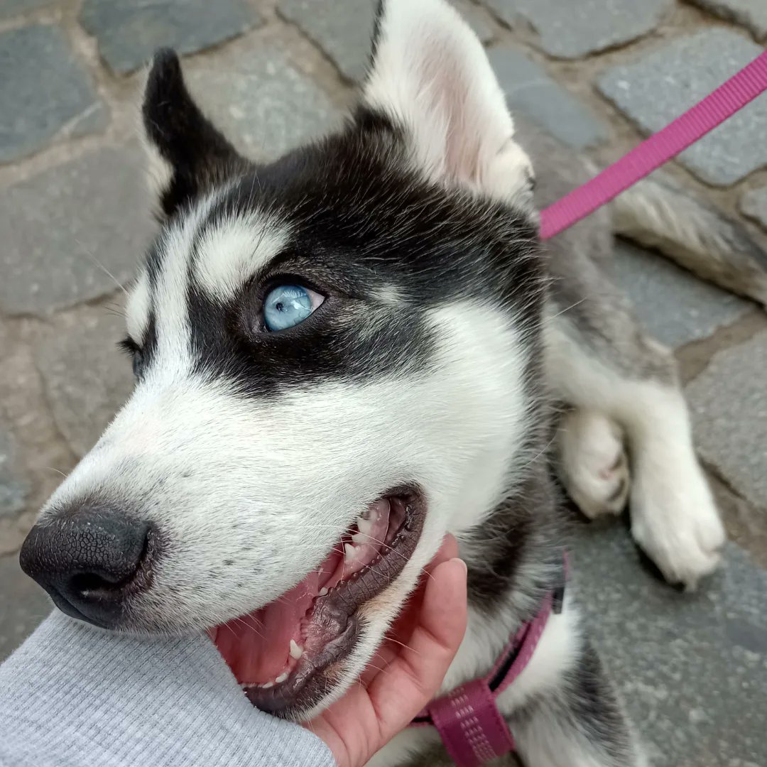 KnupferEva's tweet image. Während meinem Besuch in der Heimat konnte ich zwei Stunden  für den Infostand in Bamberg einschieben.Da mit fremden Menschen reden nicht so meins ist habe ich meine Aufgabe gefunden... Luftballons an Kinder verteilen,das geht immer.  Stargast war heute Bella💜 @PdH_Bayern