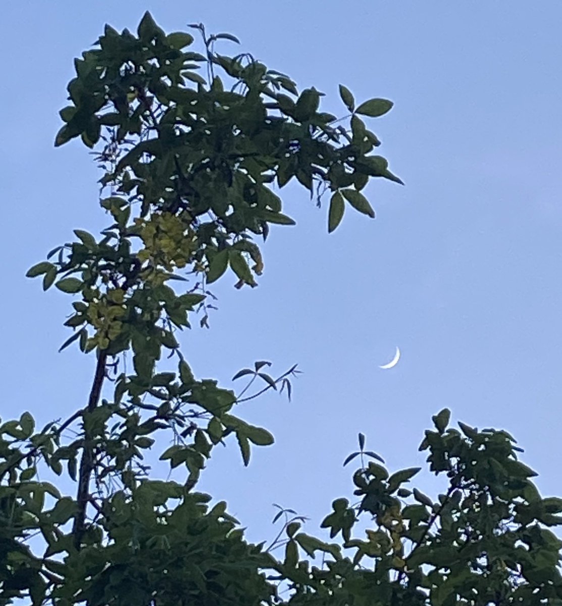 There is always something good in each day but on some days we just have to look a little harder. Seeing the beautiful crescent moon in the garden this evening definitely helped to end the day with a smile. Keep looking up & stay close to the things that make you smile too!🤍🫶🏽🌙