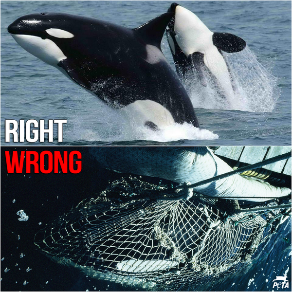 Orcas belong in the ocean!

#EmptyTheTanks