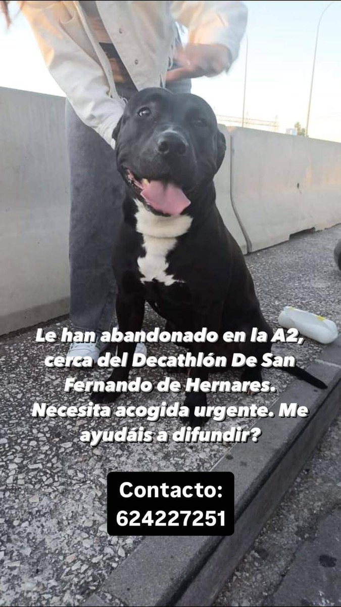 Qué lástima pobre animalito qué posibilidades tiene de encontrar una familia? 😢 Maldito quien abandona a una criatura inocente que confía en él, maldito ‼️😡