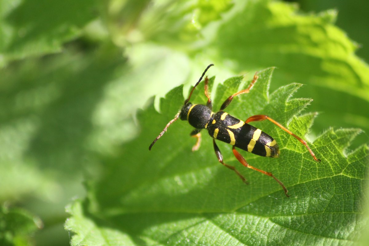 Tom Hibbert (@tomhibbert54) on Twitter photo Failed to find any Hazel Pot Beetles at Sherwood today, but longhorns made up for it! Three each of Poecilium alni and Pogonocherus hispidulus, plus plenty of Wasp Beetles <a href="/NLonghornRS/">National Longhorn Beetle Recording Scheme</a> Failed to find any Hazel Pot Beetles at Sherwood today, but longhorns made up for it! Three each of Poecilium alni and Pogonocherus hispidulus, plus plenty of Wasp Beetles <a href="/NLonghornRS/">National Longhorn Beetle Recording Scheme</a>