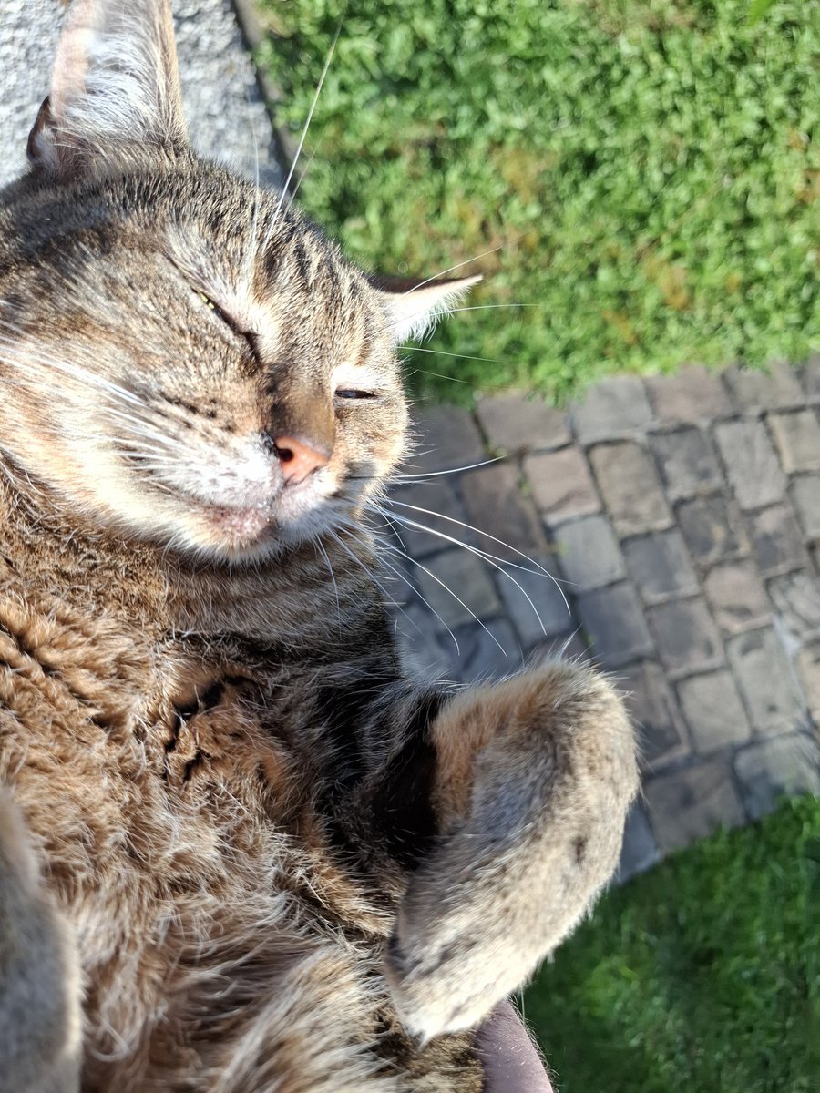 Jeune adulte perdu 🇩🇪🇸🇾 tweet media