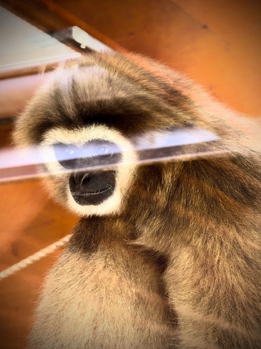 In the Zoo.

#monkey #zoo #iphonography #shotoniphone #iPhone15ProMax