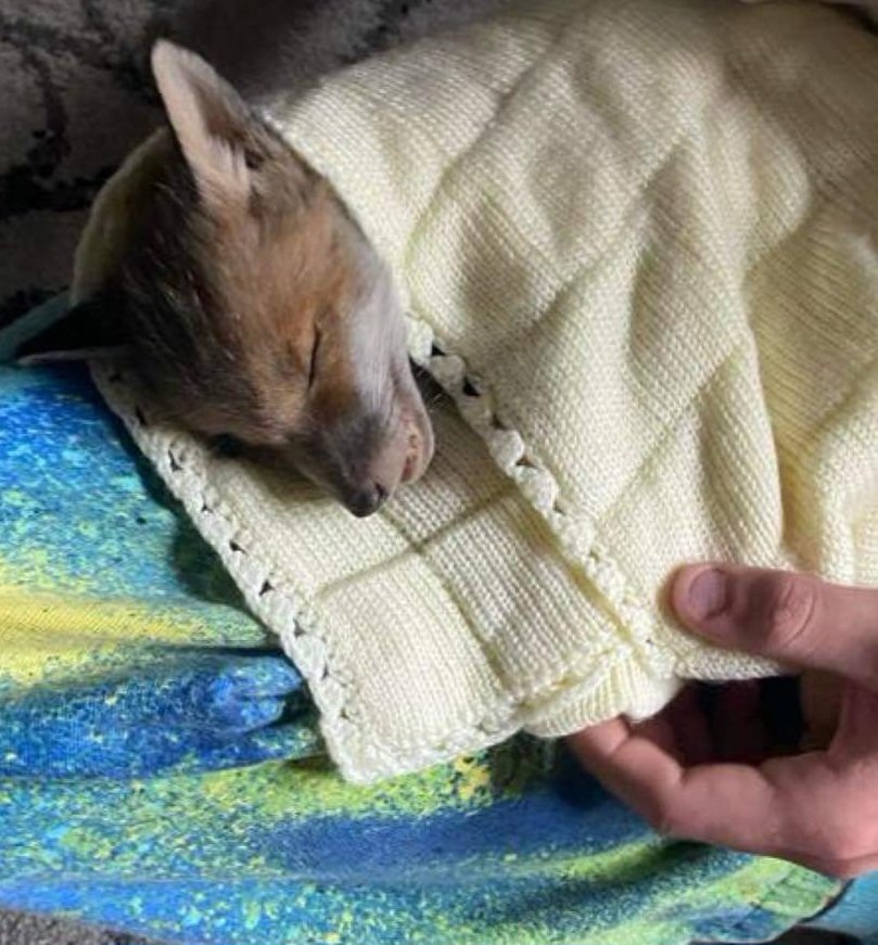 So far 7 fox cubs have been PTS from what appears to be secondary poisoning on The Bridge Estate. I implore any company using rat poison in public spaces - particularly in a marshland area teaming with wildlife, families & pets to think twice and stop their awful suffering 💔🙏
