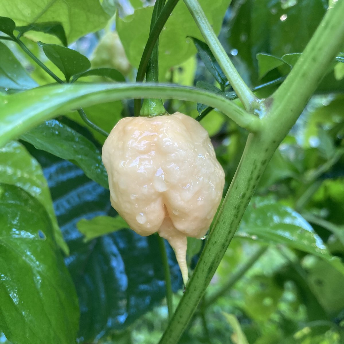 The California Reaper is a cross between the Carolina Reaper and Jay's Peach Ghost Scorpion. The taste of the pepper is described as fruity and sweet, and its extreme heat level places it in the superhot category.

#ParadiseAndALittleSpice