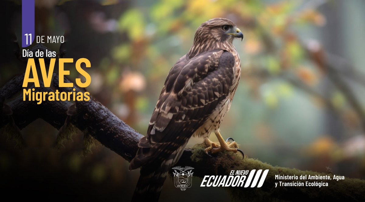 Hoy conmemoramos el Día de las Aves Migratorias. 🐦 Ecuador, con su diversidad de ecosistemas, es un paraíso para estas especies aladas, que encuentran refugio y alimentación durante sus largos desplazamientos. #DíaMundialDeLasAvesMigratorias #EcuadorNatural #ConservaciónAviar