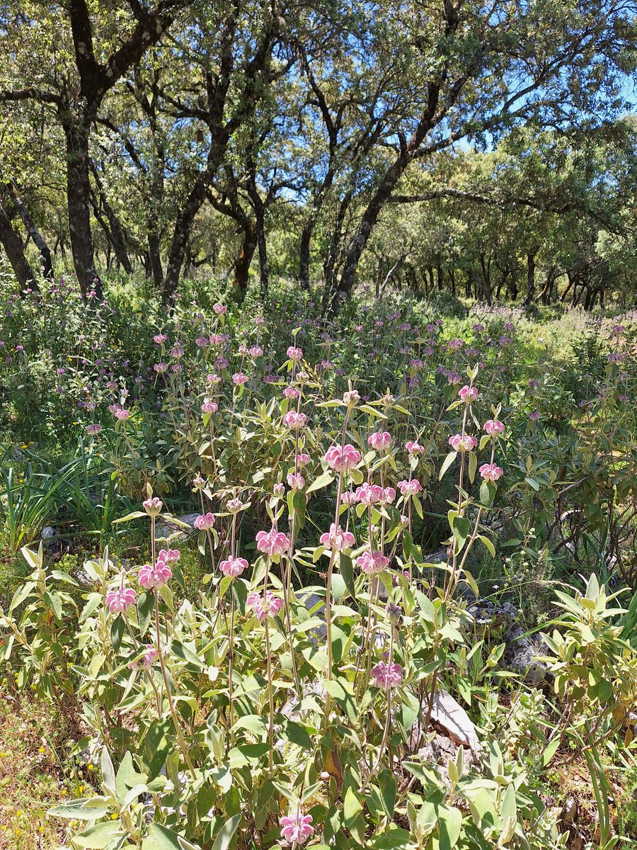 Another day, another floriferous Spanish hillside. Lovely to see iris and cistus in their natural habitat, and an understorey of phlomis purperea in the woodland.