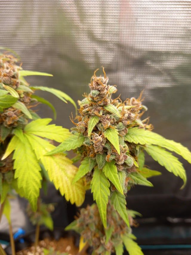 Posted byu/[deleted]
🌿 #GrowYourOwn #BlueDream #CanaKush 🌿
Blue Dream auto from Expert Seeds Asia.