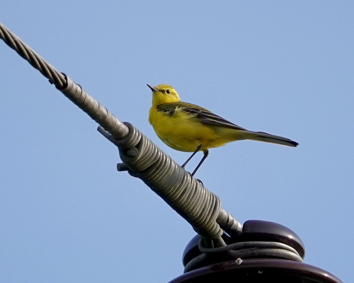 A bike ride this afternoon, through the proper farmland of the Norfolk/Lincs border, and some proper farmland birds. Corn Bunting and Yellow Wagtail @NorfolkNats