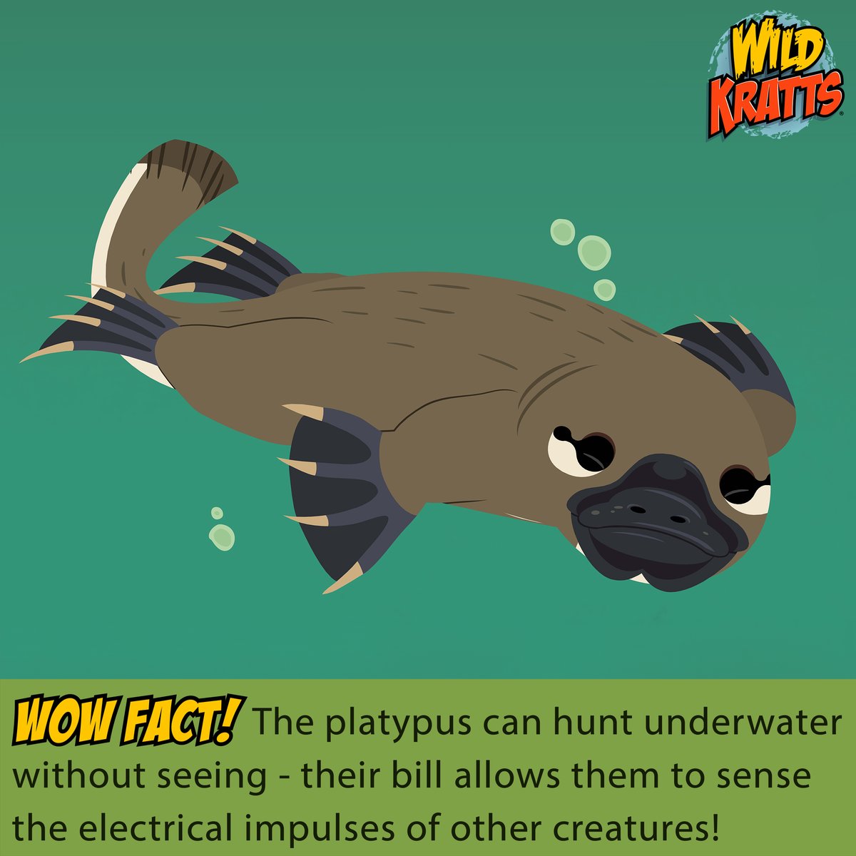 This week's WOW Fact is all about one of nature's most bizarre and versatile creatures: the platypus! 🌊🐾 Imagine a creature that lays eggs like a bird, packs venom like a reptile, and hunts underwater using electroreception like a fish. That's the platypus! Male platypuses