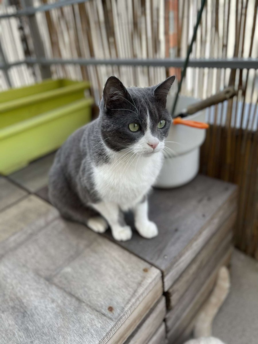 ImatGS's tweet photo. Salut! Une amie a perdue son chat Kovu près de l'aire d'autoroute Portes-Lès-Valences près de Valence, se serais super si vous lui donnez un peu de visibilité pour espérer que quelqu'un réussisse a le retrouvé ! Merci d'avance a tous ceux qui aiderons et n'hésitez pas a me MP!🫶 https://t.co/vxaaKhrCnT