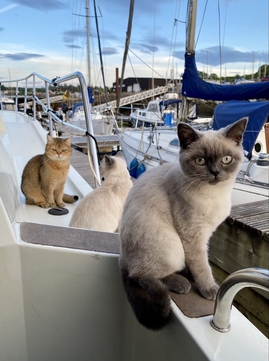 Bit late for #Caturday but we have just brought the kittens down to our boat so this is the first time Luna and Skyla have ventured into the outside world. Wee Poppy is keeping a watchful eye out on proceedings in case there’s any kitty naughtiness 🥰😺🐈!