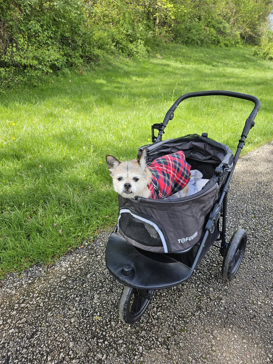 #OTLFP I just recently got my own hot rod so my family can continue enjoying long walks in the lovely parks near where we live this summer. Look at me go! Vrooom vrooom!😀