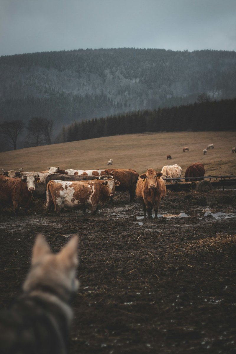KristaKafer's tweet image. Direct democracy is like two wolves and a cow voting on what’s for dinner
#copolitics 
open.substack.com/pub/kristakafe…