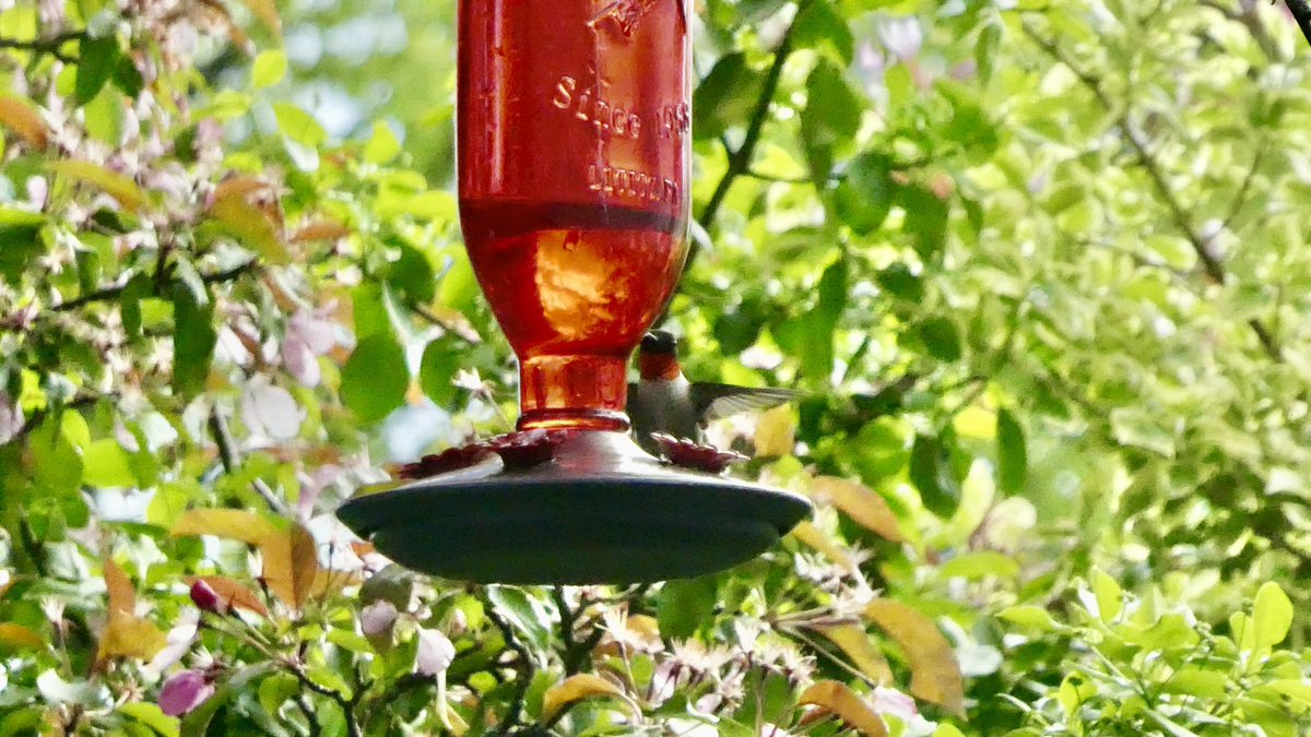 Ruby. For God’s sake, turn around. #hummingbird @culthummingbird