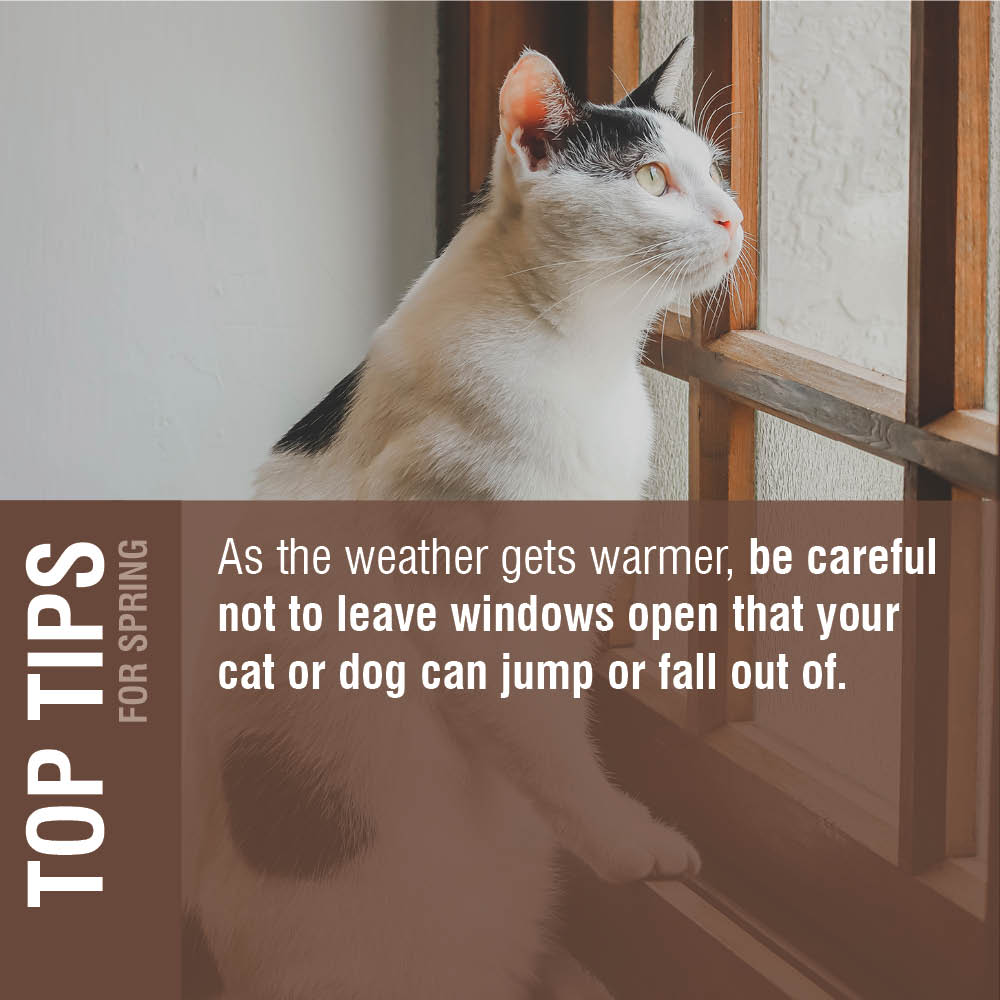 Safety reminder As the temperatures rise, remember to keep your windows closed, open safely or safely screened to prevent curious pets from taking risky leaps. We don't want pets going missing or getting injured. Another important reason to get Microchipped too #OTLFP