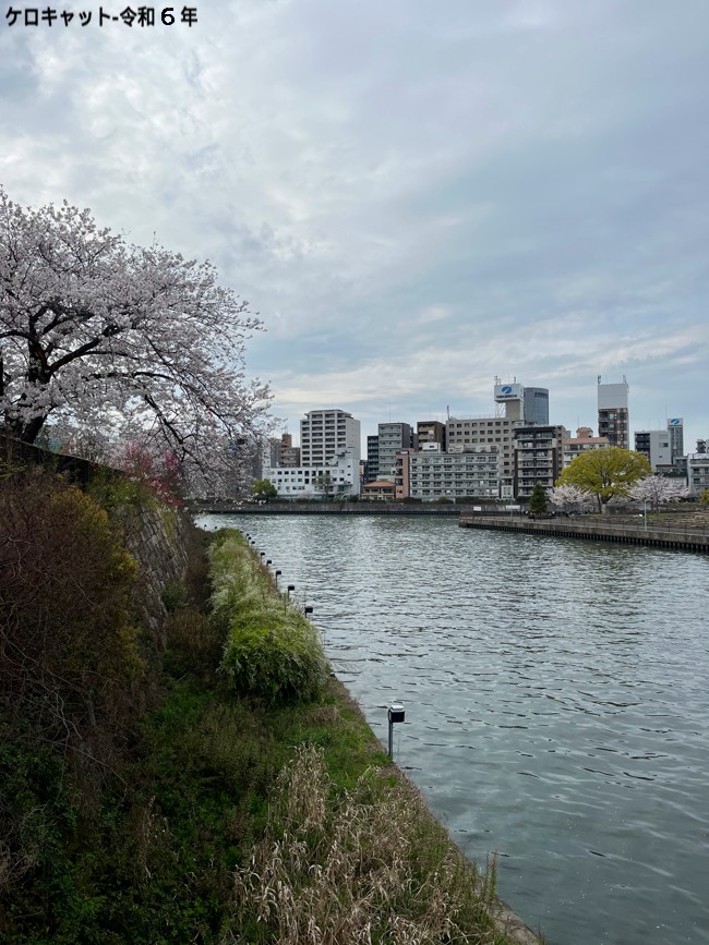 Kansai 2024-132 Osaka #japan #kansai #osaka