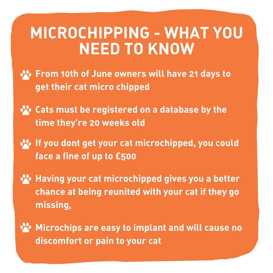 Cat pals,Did you know that #cats have to be microchipped by 10 June 2024 if you live in England? Microchips give you the best chance of being reunited if lost/stolen &if you get injured&taken to a vet they can then contact your humans More info➡️ cats.org.uk/help-and-advic… #OTLFP